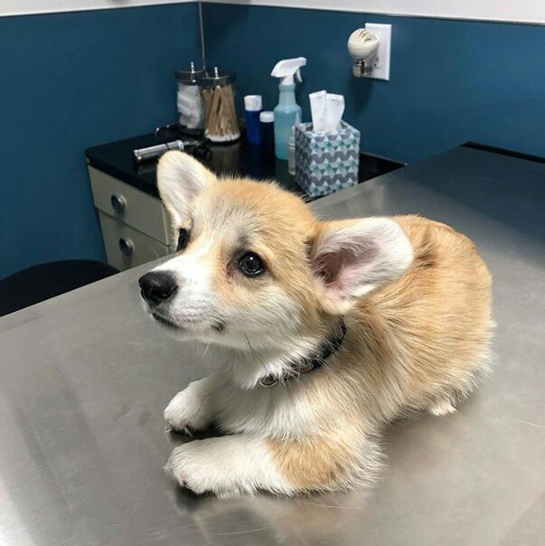 At the vet - Dog, Milota, , Puppies, Corgi