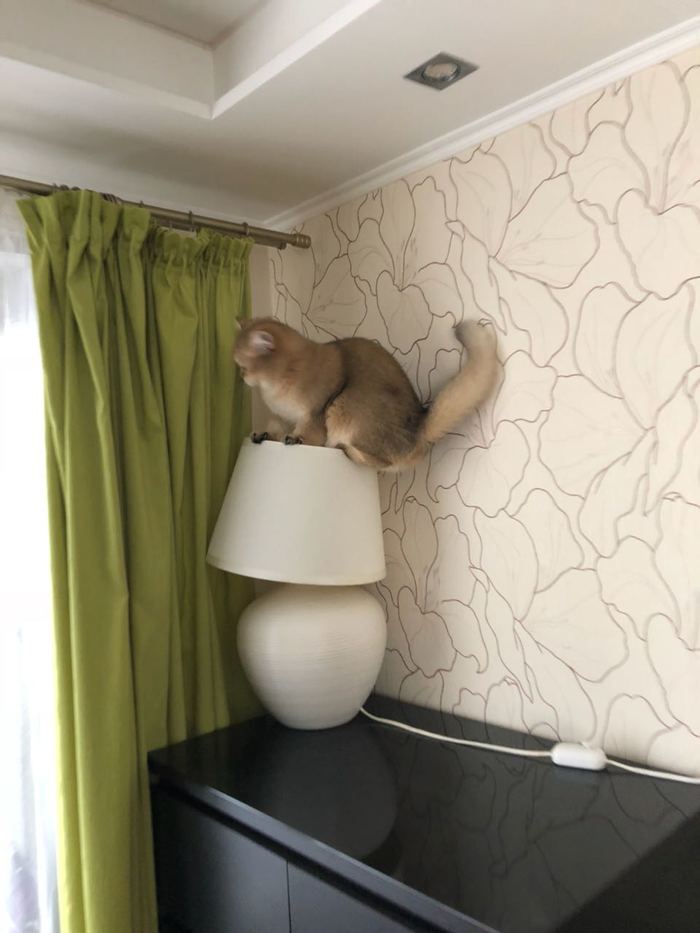 Because it's so convenient for me! - My, cat, Cat with lamp, Equilibrist, Balancing