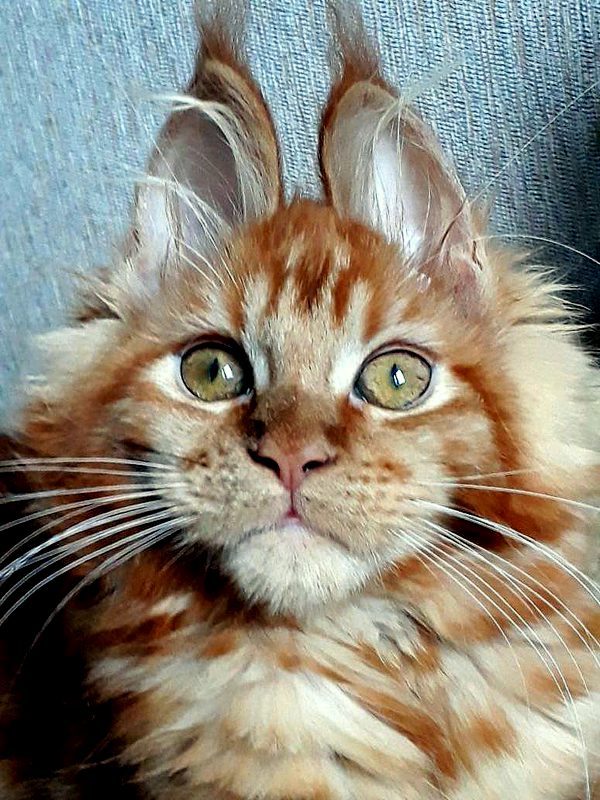 The kitty has ears like a Bunny. Kitty Ronda, age 3 months, Maine Coon. - My, cat, Kittens, Maine Coon, , , , My, Longpost