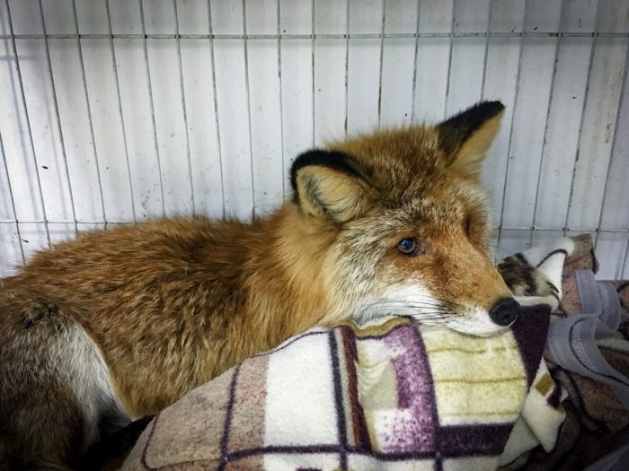 Rescue the fox from the dungeons of the Russian Island! A tramp got lost in the corridors of a military battery... - Kindness, Fox, Russian island, The rescue, Animals, Video, Longpost