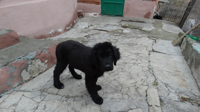 Nyusha's first walk - My, Dog, Newfoundland, Walk, Nyusha, Puppies, Longpost