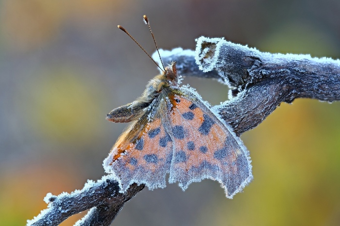 And beauty was covered, instantly with ice ... - Butterfly, , 