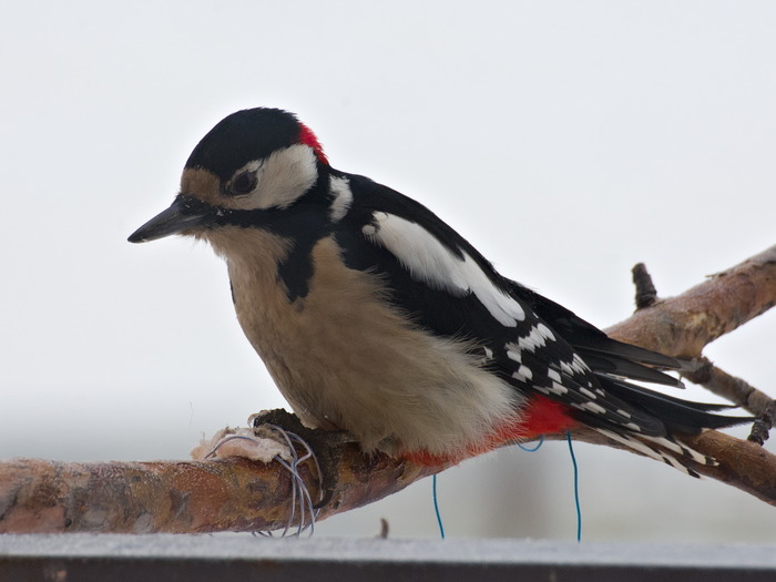 And at our window... - Longpost, Bullfinches, Woodpeckers, Winter, Bird watching, Dubonos, Birds, My, Trough