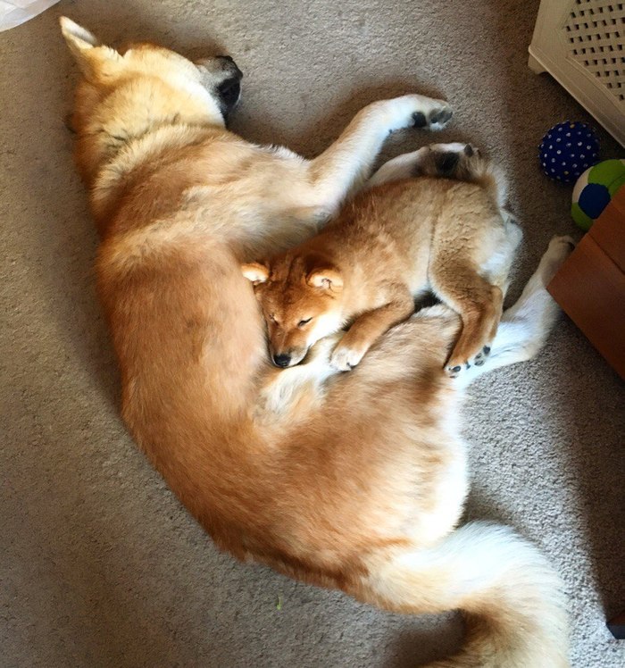 Sunbathing - My, Dog, Puppies, Akita inu, Shiba Inu, Seal