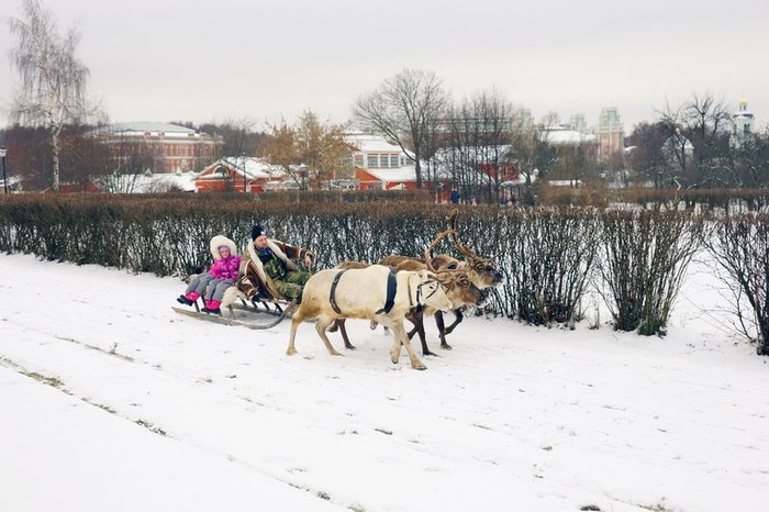 Winter walks on reindeer in the park Tsaritsyno - Relaxation, Tsaritsyno, Moscow, For children, Longpost