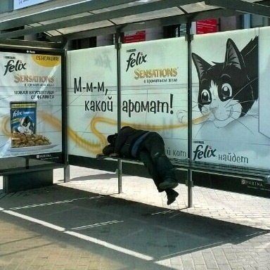 Mmmm, what a scent! - cat, , Bus stop