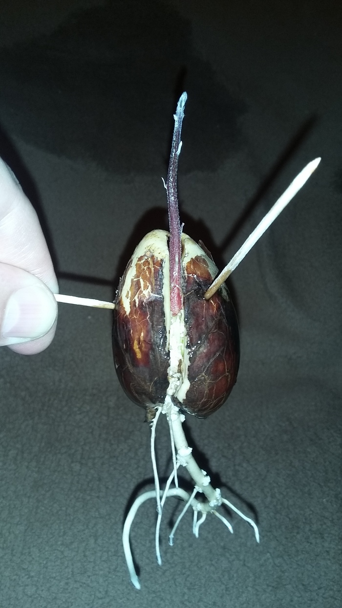 Avocado seed gave life to a sprout - My, Avocado, Bones, Sprout