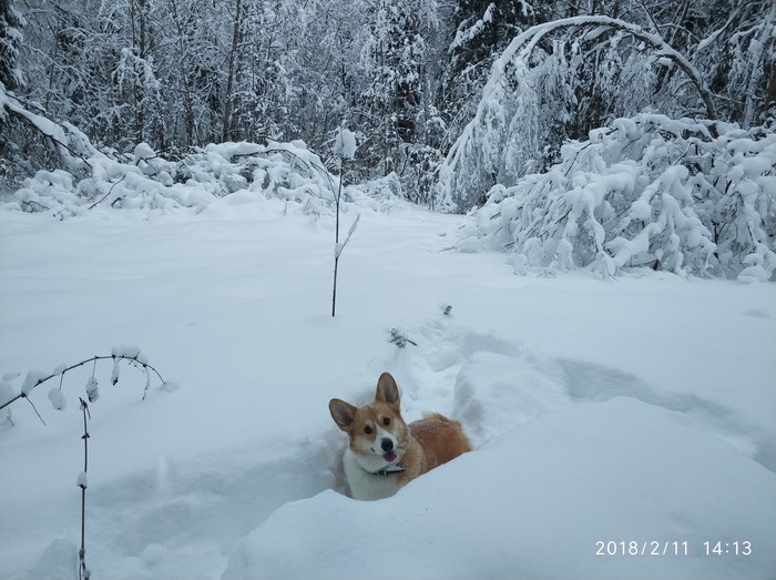 Снежный коржик