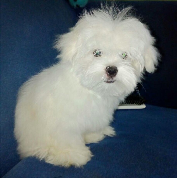 Miracle baby! - My, Maltese, Maltese lapdog, Children, Longpost, Dog