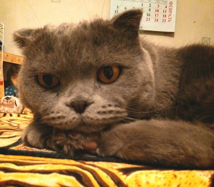 Gorgeous Chelsea) - Milota, Scottish lop-eared, My, Chelsea, cat