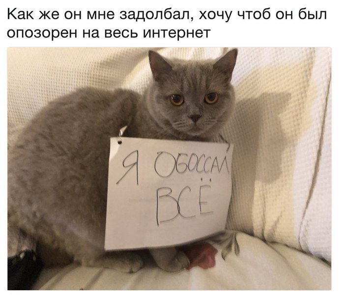 Zadolbal - cat, To urinate, Internet, Zadolbali, Urination