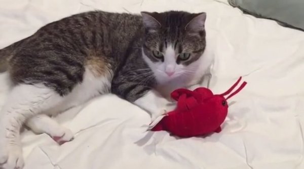 This cat was named Lobster - cat, , , , Longpost, GIF, Video