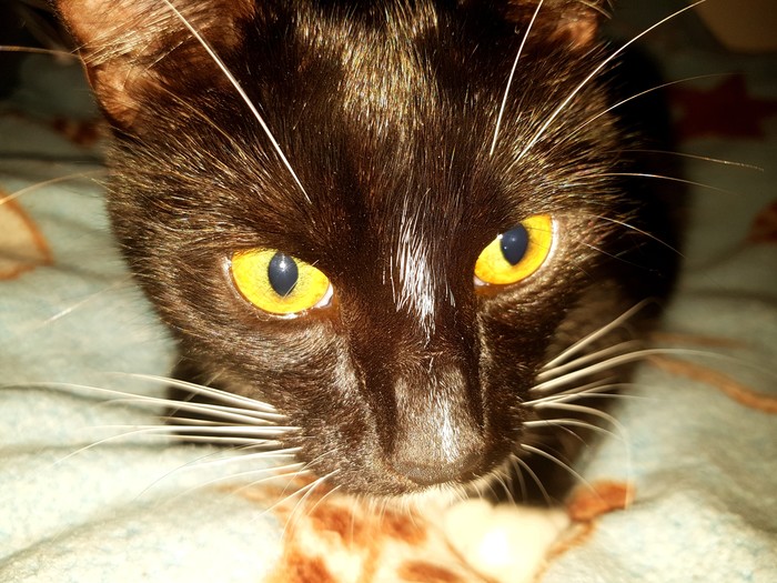 Whiskey eyes. - My, cat, Catomafia, Eyes, 
