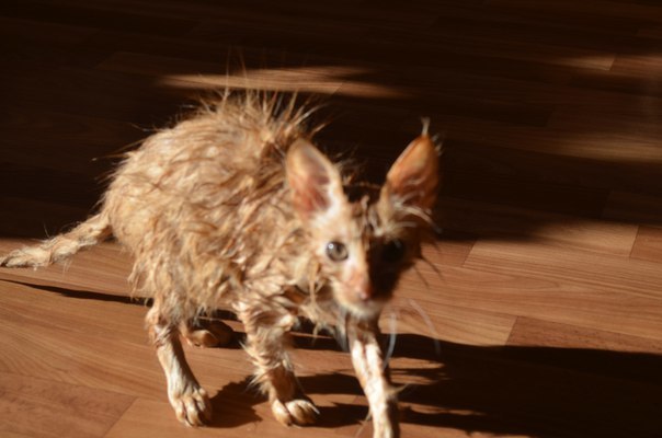 Freshly washed cat. - My, cat, , My