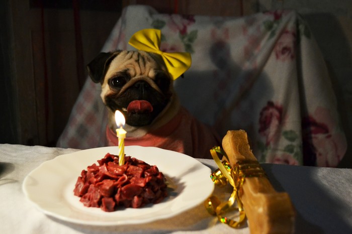 День рождения) Мопс, Собака, День рождения