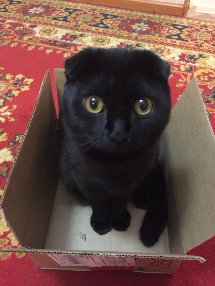 I just took everything out of the box and... - My, Tag, Black cat, cat