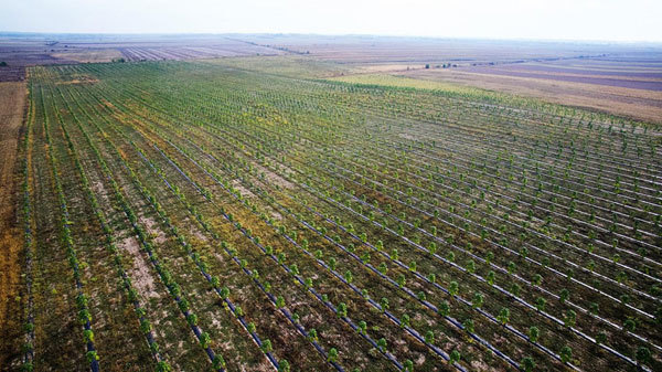 A NEW TREND IN THE AGRICULTURAL SECTOR OF THE COUNTRY - THE CREATION OF FAST-GROWING WOOD PLANTS - My, paulownia, Business, Plantation, Farmer, Money, Land, Longpost