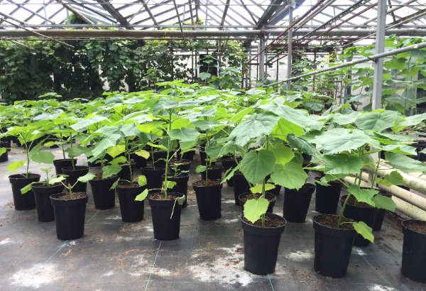 A NEW TREND IN THE AGRICULTURAL SECTOR OF THE COUNTRY - THE CREATION OF FAST-GROWING WOOD PLANTS - My, paulownia, Business, Plantation, Farmer, Money, Land, Longpost