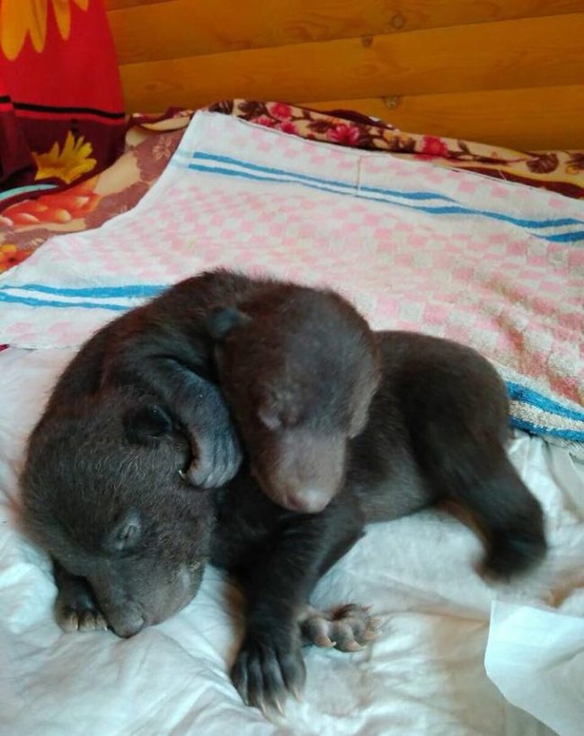 Live bears - in a trash can?! Muscovite found near the house a box with blind clubfoot crumbs! - Wild animals, The Bears, The rescue, Animals, Video, Longpost