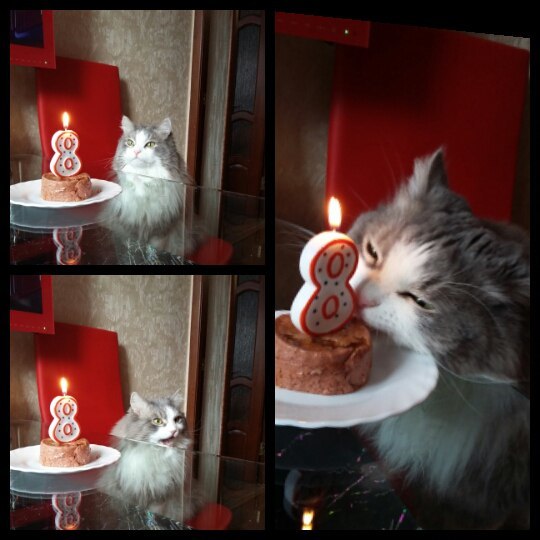 Cat's birthday - My, cat, Birthday, My, Volzhsky