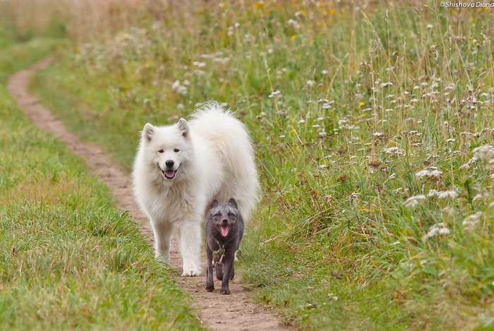 Our pets. - My, Stable, Leningrad region, 