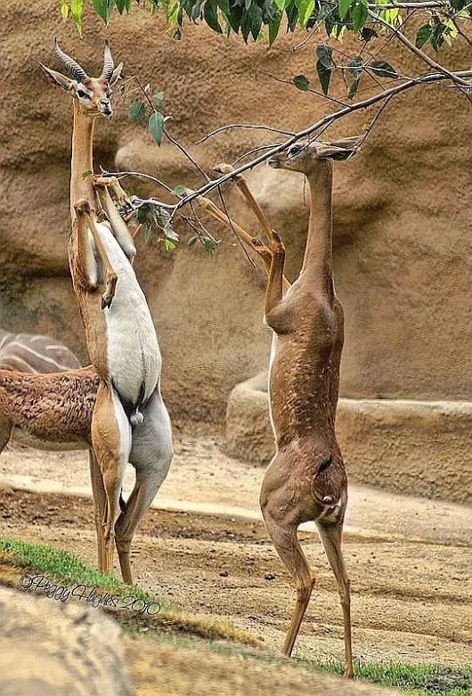 Gerenuk - Animals, Africa, Nature, The photo, Giraffe Gazelle, Longpost