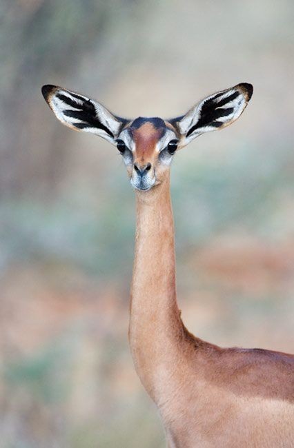 Gerenuk - Animals, Africa, Nature, The photo, Giraffe Gazelle, Longpost