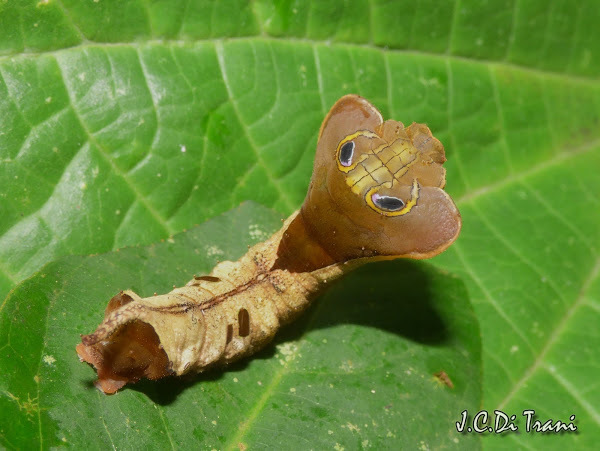 Creepers. - My, Caterpillar, Butterfly, Mimicry, GIF, Snake, Longpost