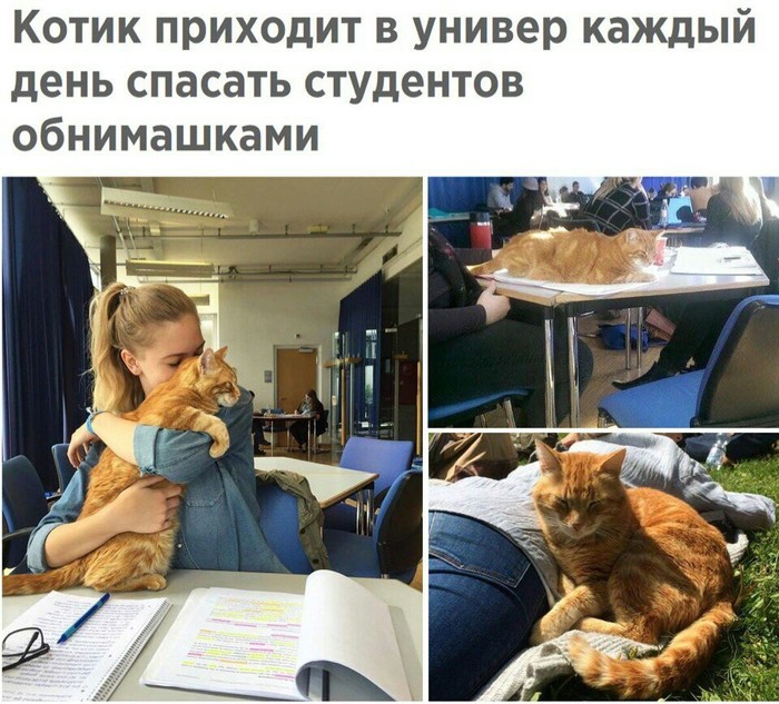 Cat antistress - Students, cat, Brazenly steal from VK, Antistress