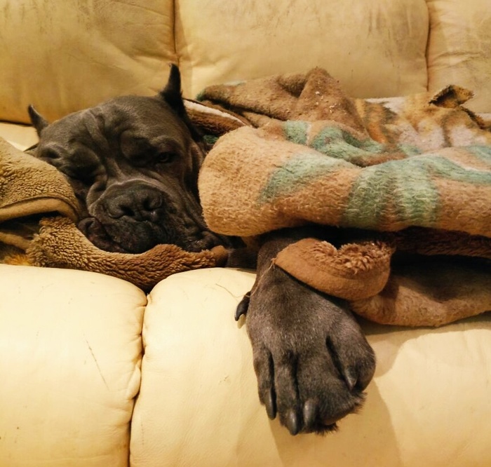 Sleepy kingdom - My, Cane Corso, cat, Sleepy kingdom, Longpost, Dog