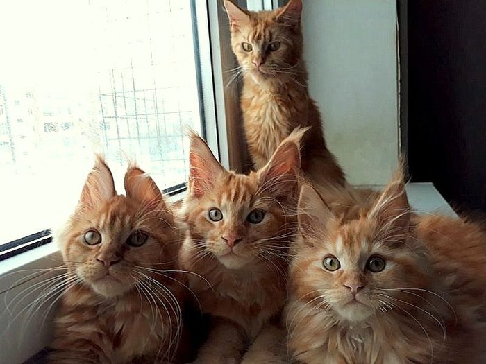 I want to share sunshine! Our redheads! Maine Coon kittens! - cat, Kittens, Maine Coon, , My, , Longpost