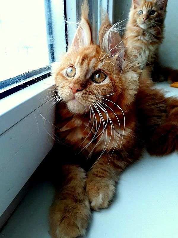 I want to share sunshine! Our redheads! Maine Coon kittens! - cat, Kittens, Maine Coon, , My, , Longpost