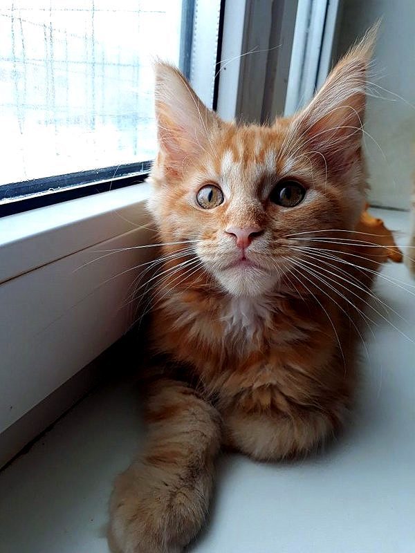 I want to share sunshine! Our redheads! Maine Coon kittens! - cat, Kittens, Maine Coon, , My, , Longpost