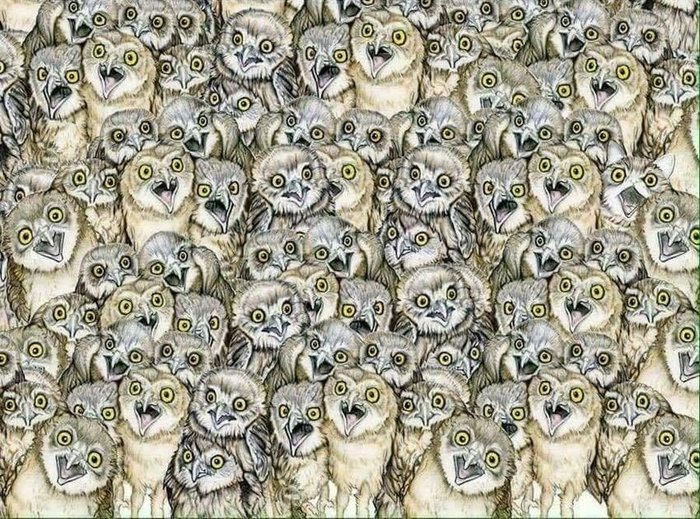 Find a cat - Owl, cat, 