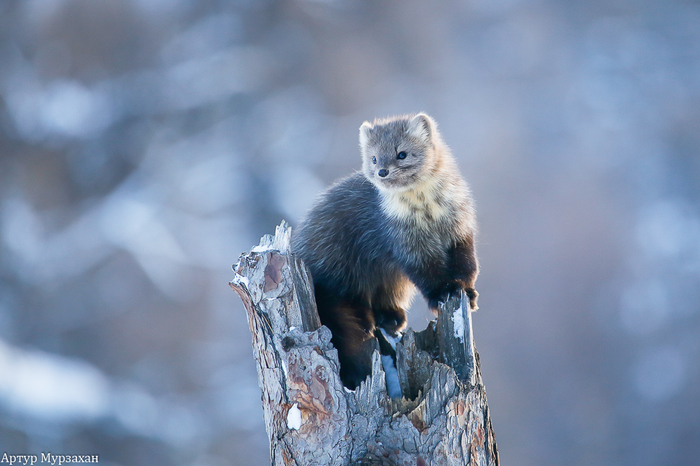 Barguzinsky sable - Sable, Barguzin Nature Reserve, Artur Murzakhanov, Not mine, Longpost