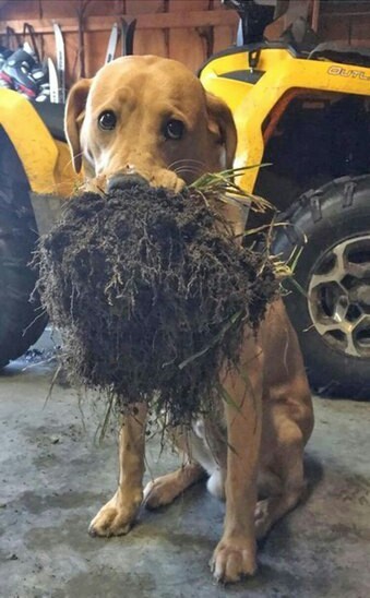 Potential barbershop customer - Dog, The photo