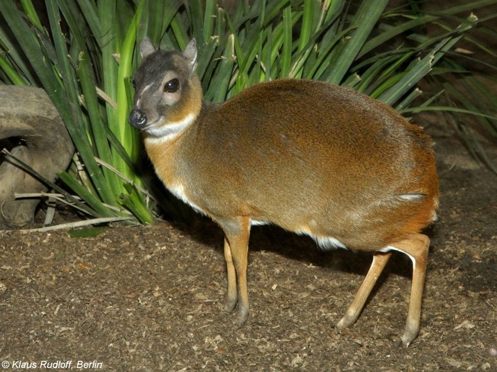 pygmy antelope - Animals, The photo, , Longpost