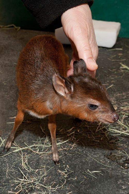 pygmy antelope - Animals, The photo, , Longpost