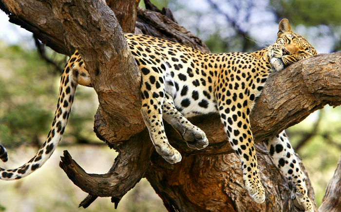 Scientists explain why leopards prefer to eat on a tree - Leopard, Nature, Hunting, Longpost