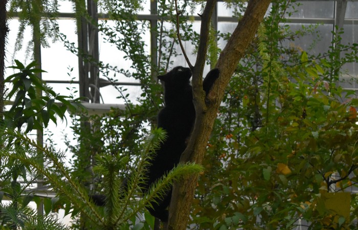 Panther in the Botanical Garden - My, Saint Petersburg, Botanical Garden, Subtropics, cat