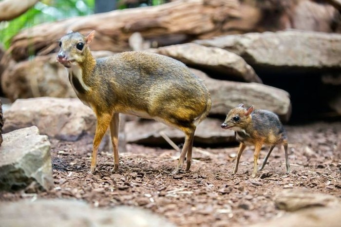 small deer - Small deer, Animals, The photo, Longpost