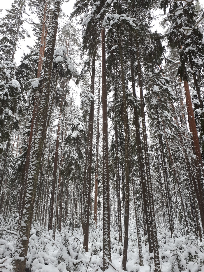Winter forest. - My, Forest, Winter, My, The photo, Winter forest, Longpost