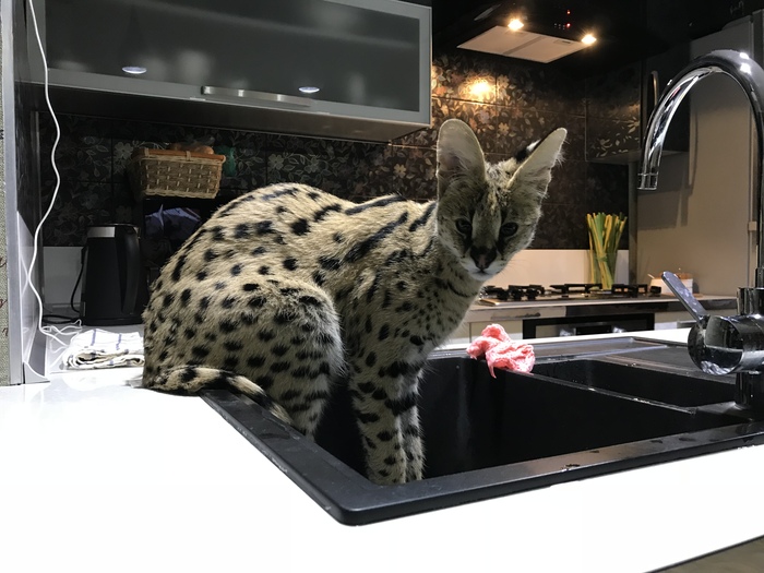 Water disappears somewhere. part 2 - My, Serval, , Water, Video, cat