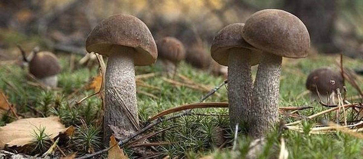 Вешняки грибы фото