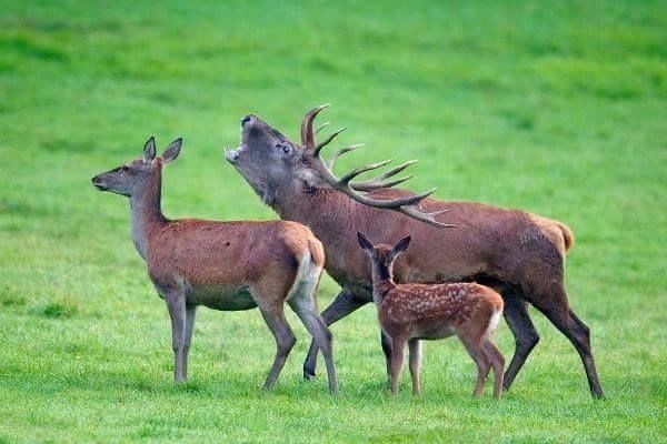 Bukhara deer - Deer, Animals, The photo, Longpost, Deer