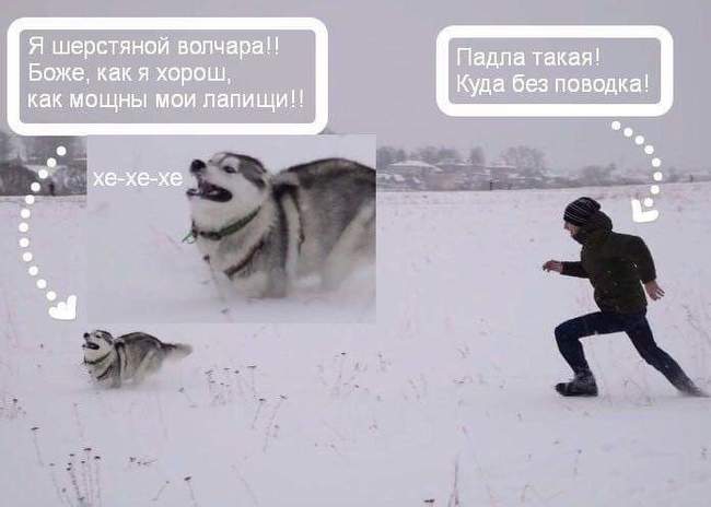 I don't know what to call it, I'll just leave it here - Humor, Dog, Husky, Snow, Walk, Joy, How powerful are my paws