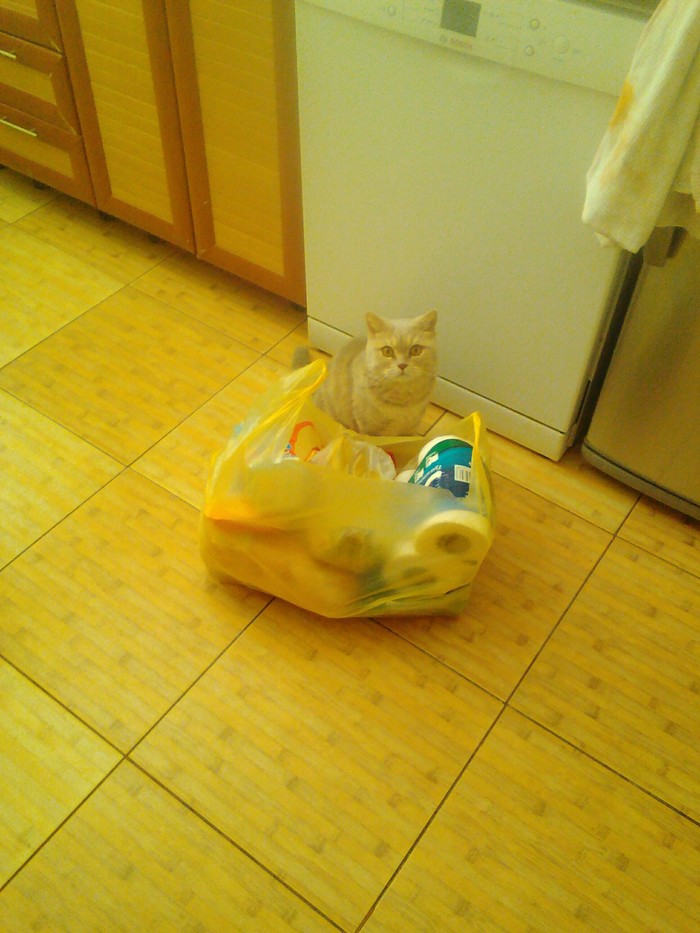 Самый любопытный в семье | Пикабу