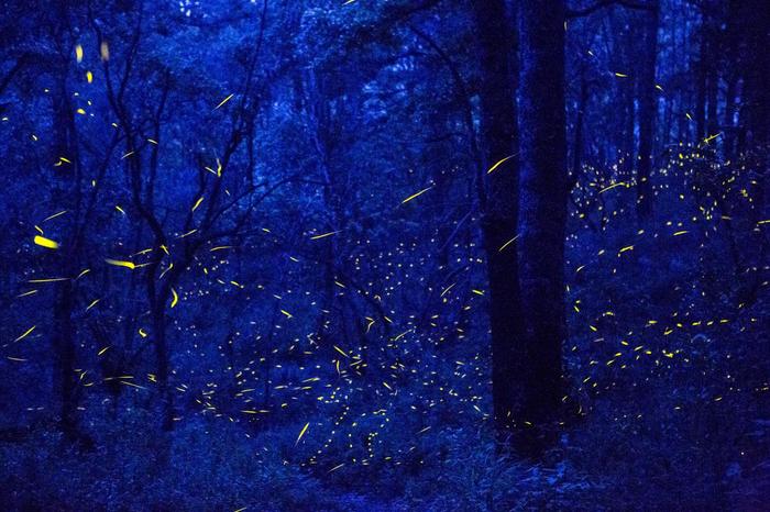 Flight of fireflies in a mexican forest - Fireflies, Night forest, , Nature, Insects