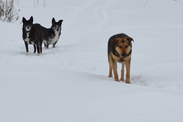 Бычара с суками.