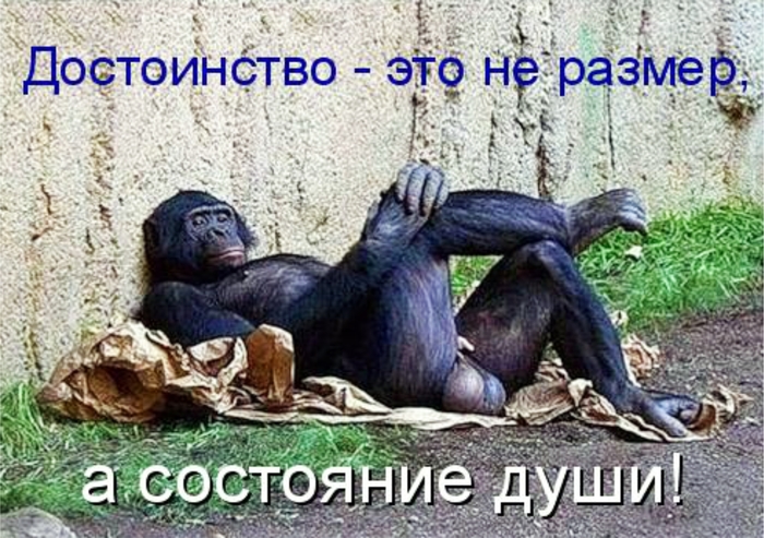 Relax - NSFW, Nirvana, Chimpanzee, Philosopher, The state of nirvana, Dignity, State of mind, Eggs, Lies, Monkey
